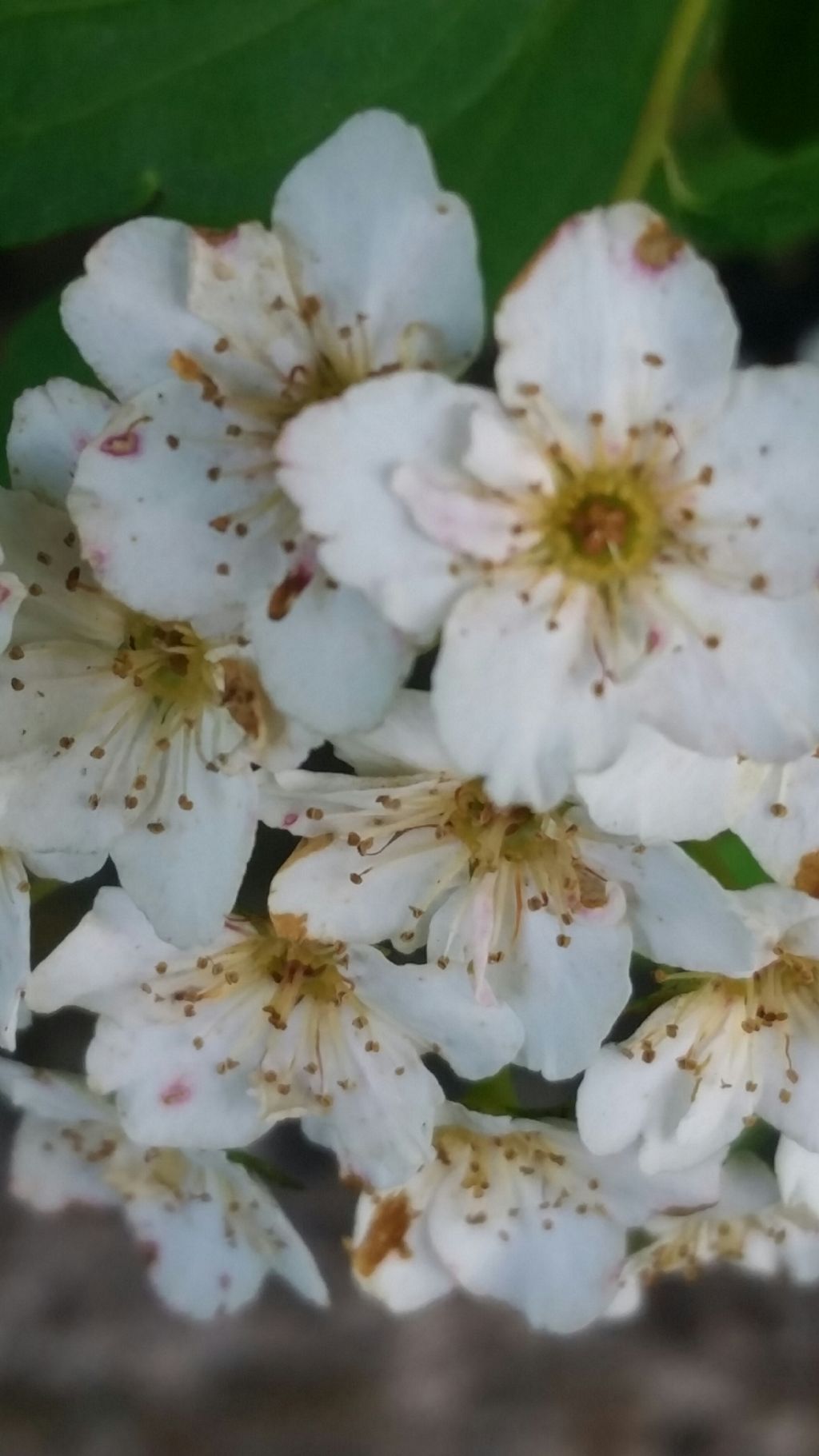 Rosaceae: Spiraea sp. (cfr. Spiraea x vanhouttei )
